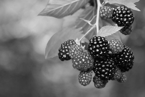 Berries